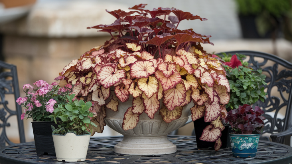 Heuchera Alabama Sunrise - Zora Lepote u Vašem Vrtu! 3 Kako se gaji Heuchera Alabama Sunrise