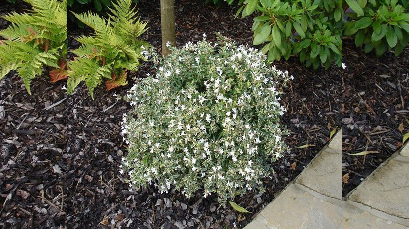 Abelia-grandiflora-Confetti