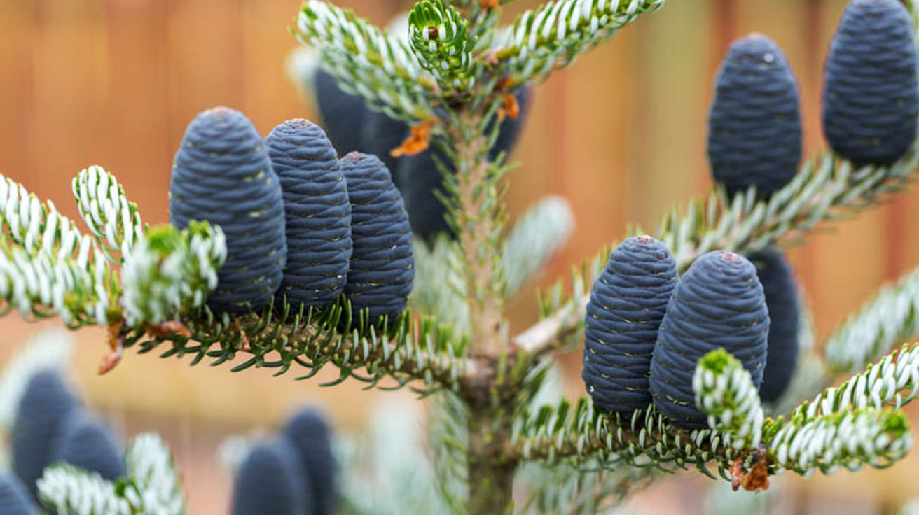 Abies koreana Korejska jela