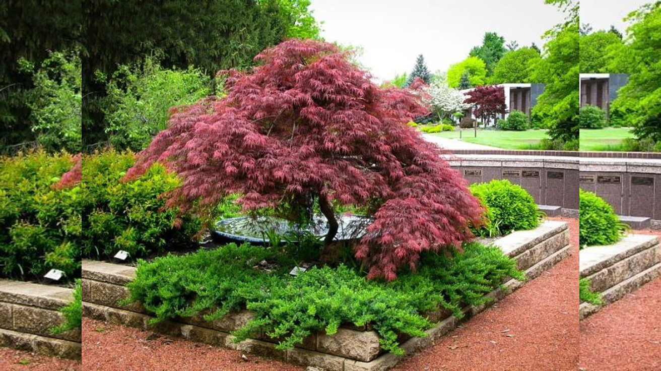 Acer Palmatum Dissectum