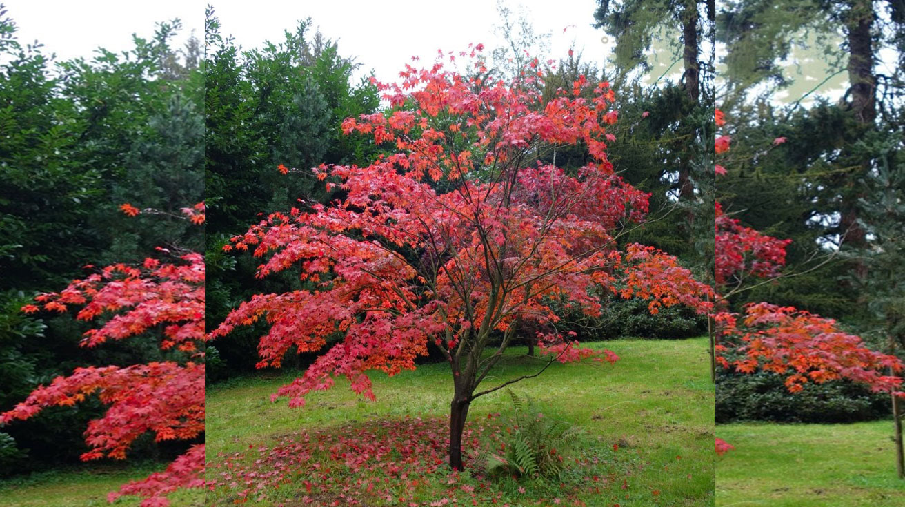 Acer palmatum Atropurpureum
