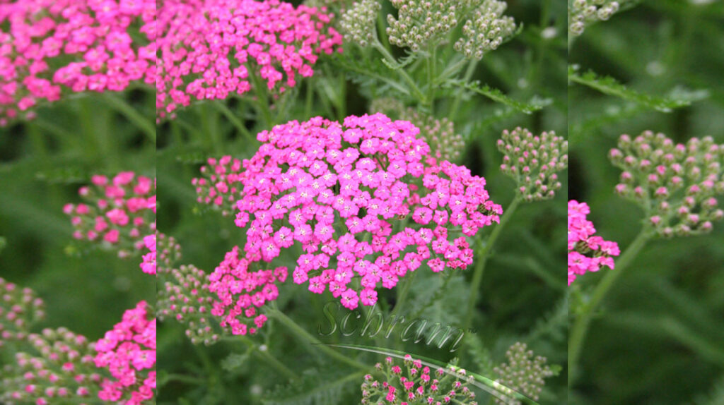 Achillea-Pink