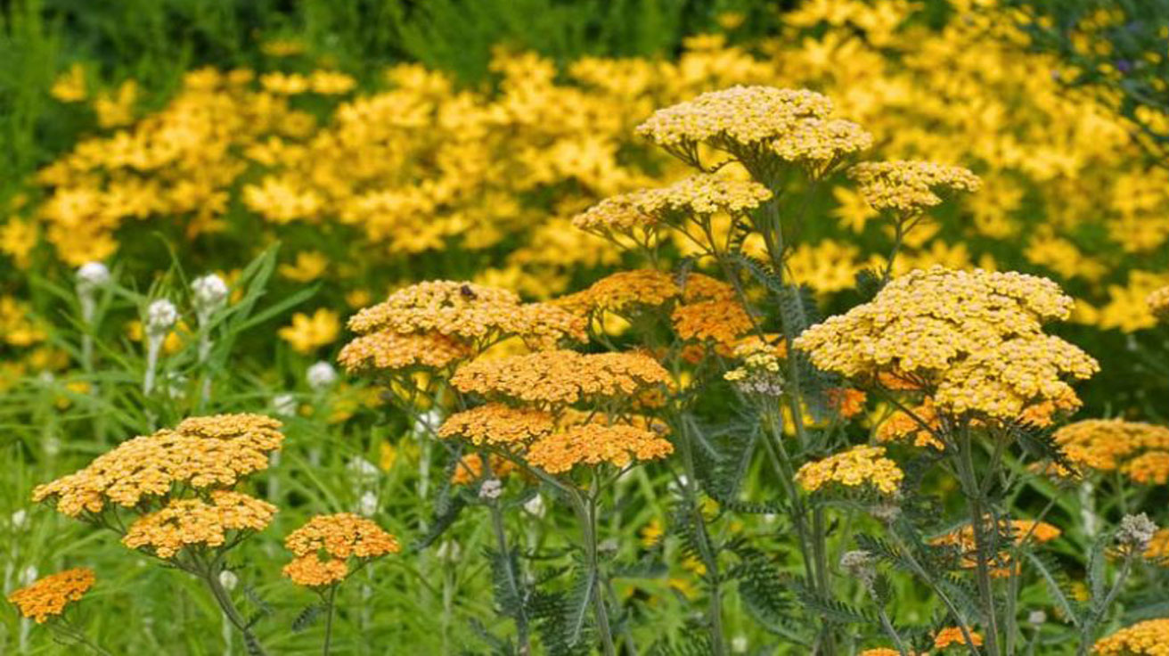 Achillea Terracotta