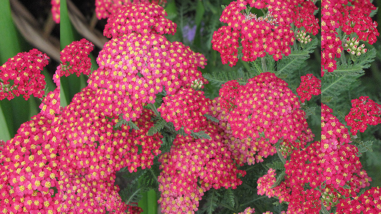 Achillea millefolium Paprika