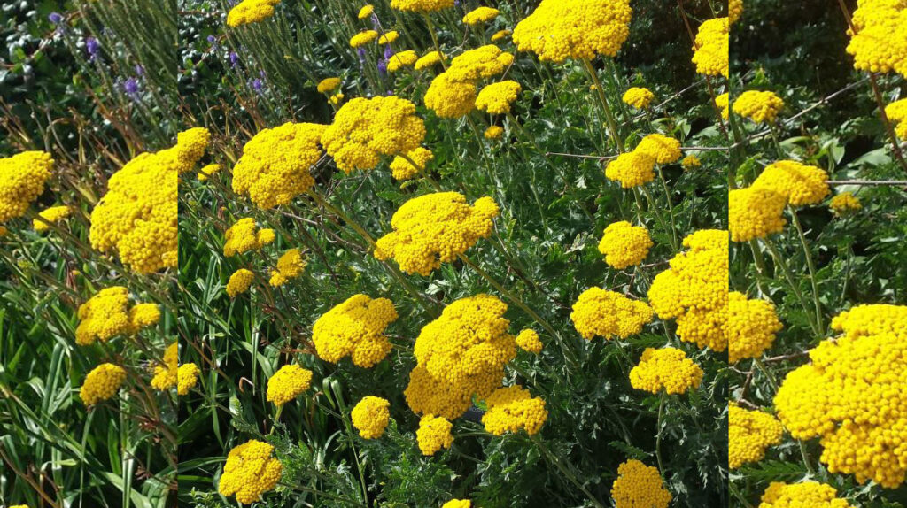 Achillea millefolium - Žuta hajdučka trava
