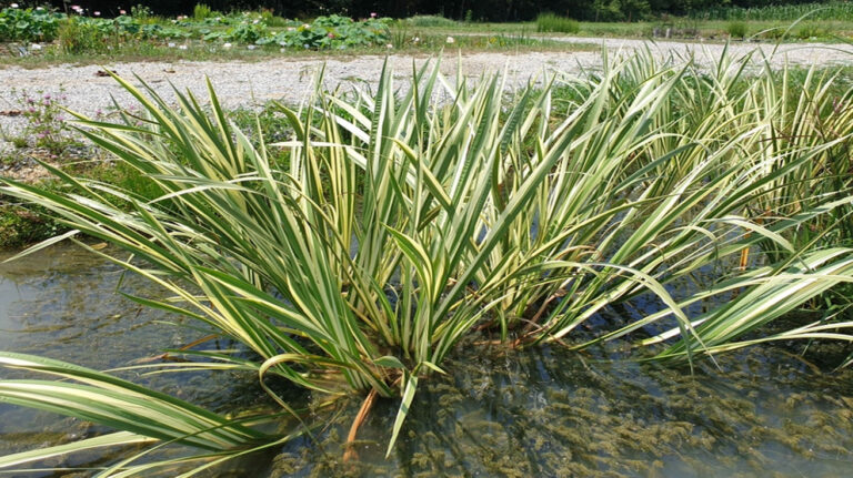 Acorus calamus Variegatus