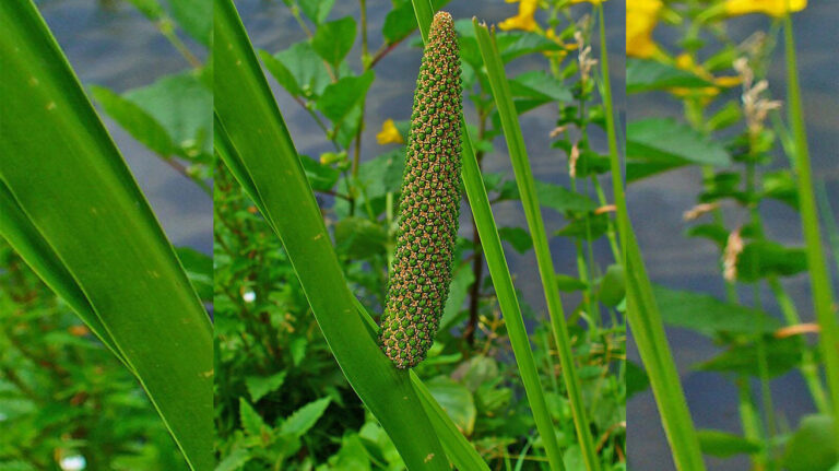 Acorus calamus iđirot