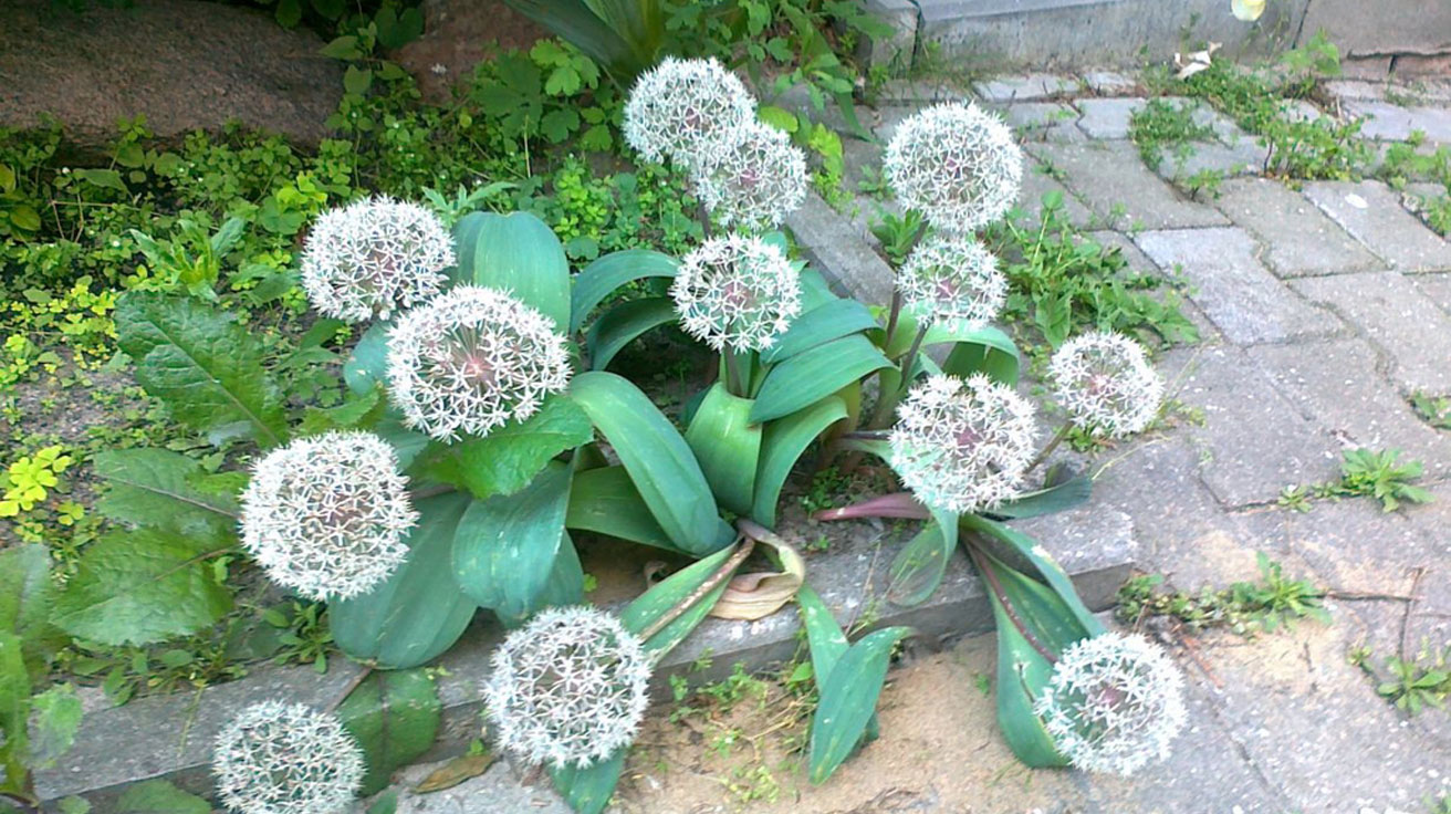 Allium-karataviense