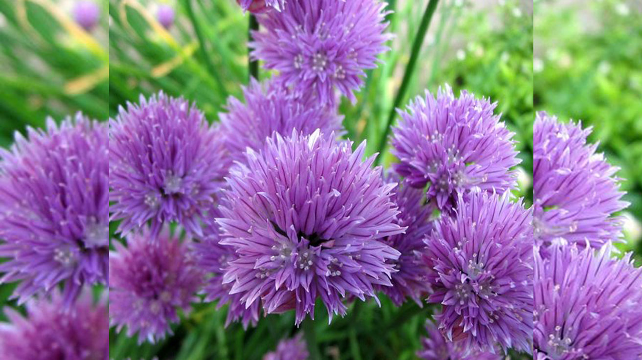 Allium schoenoprasum ukrasni luk