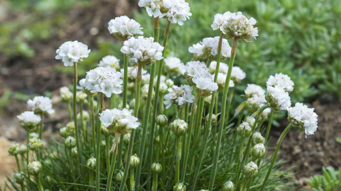 Armeria Alba