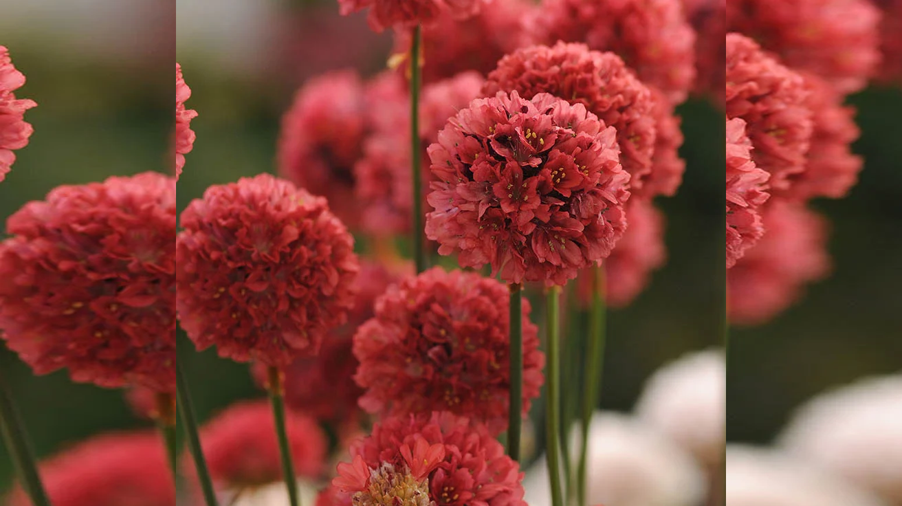 Armeria-Ballerina-Red