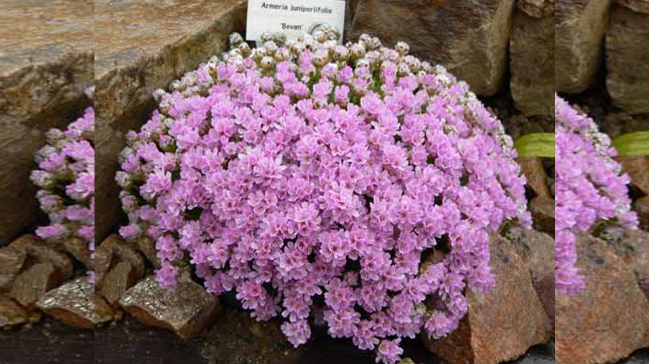 Armeria Juniperifolia Mini