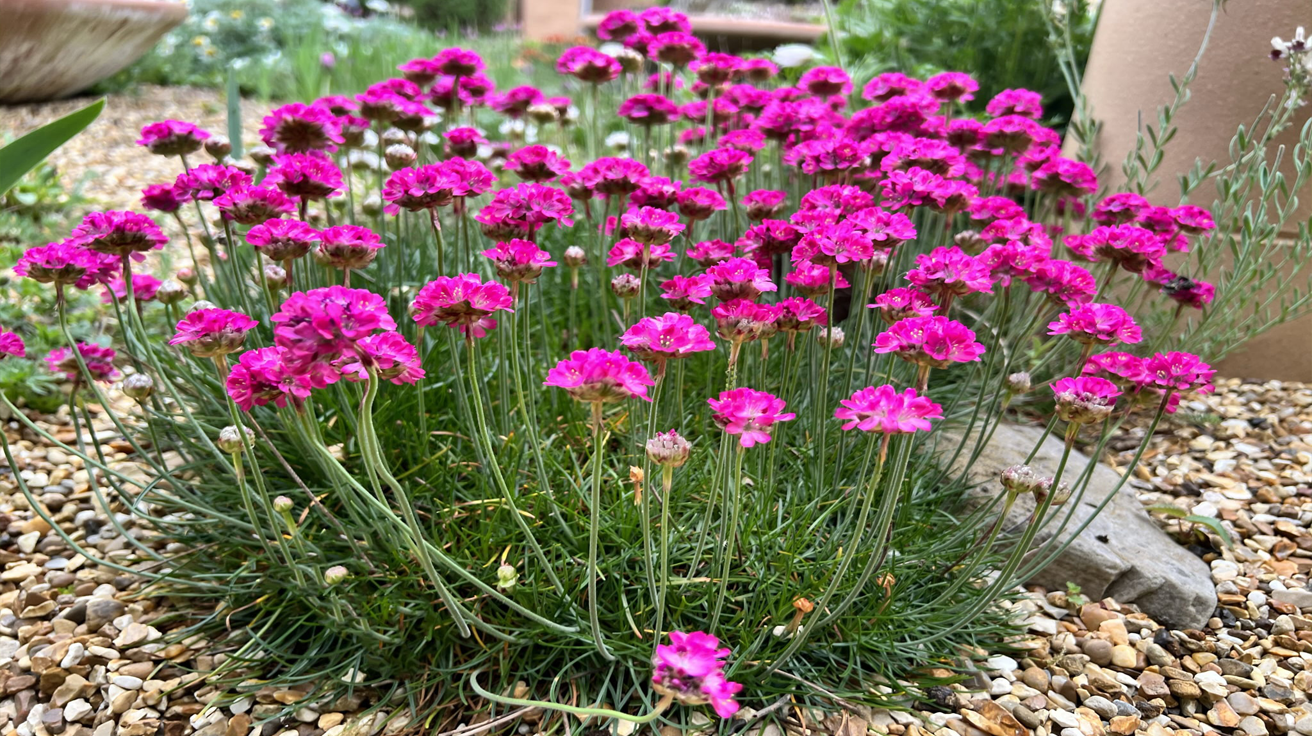 Armeria maritima