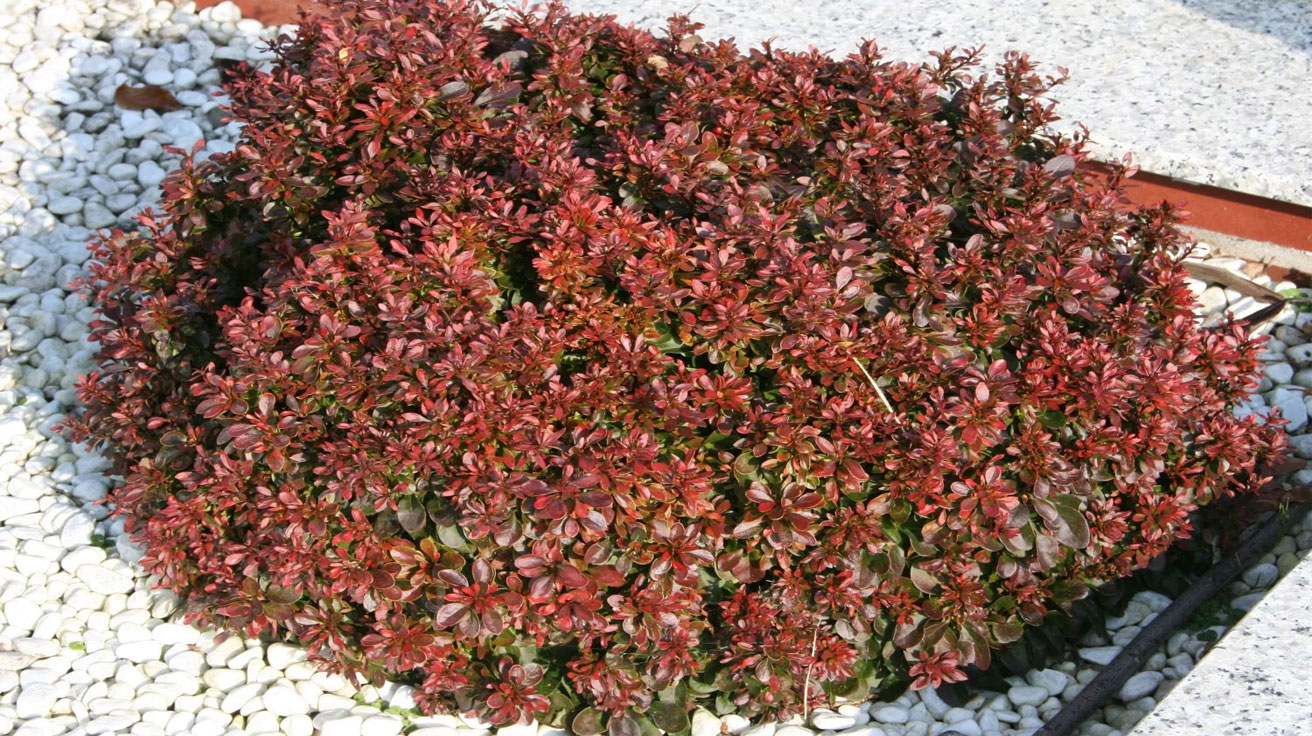 Berberis-Atropurpurea-Nana
