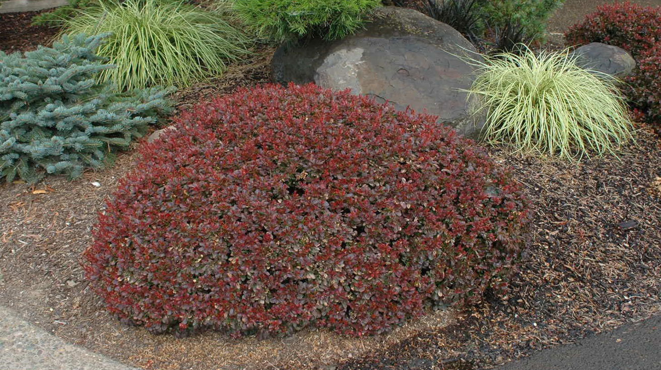 Berberis Bagatelle