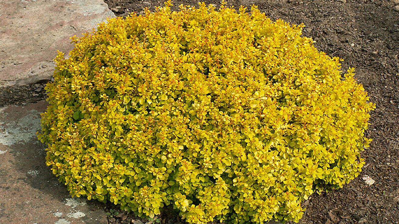 Berberis Bonanza Gold