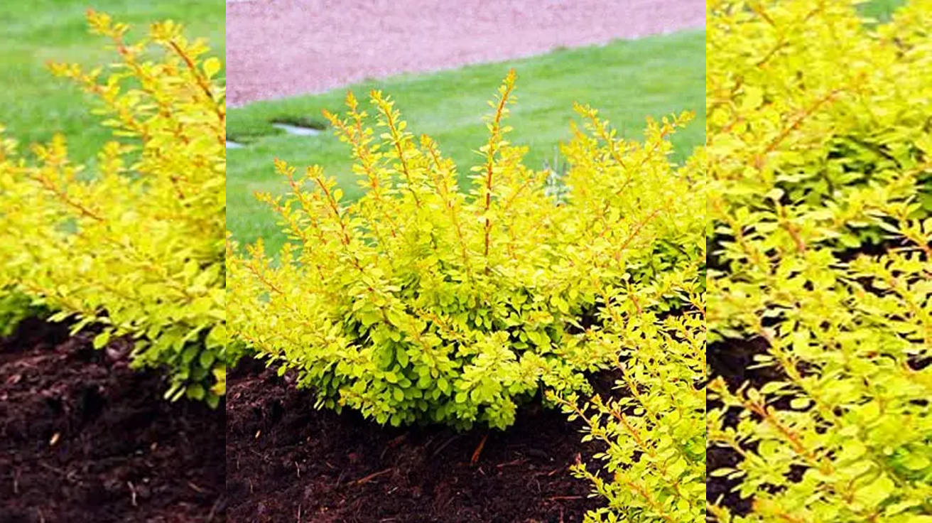 Berberis Golden Carpet