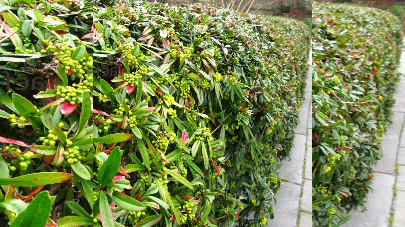 Berberis Julijana