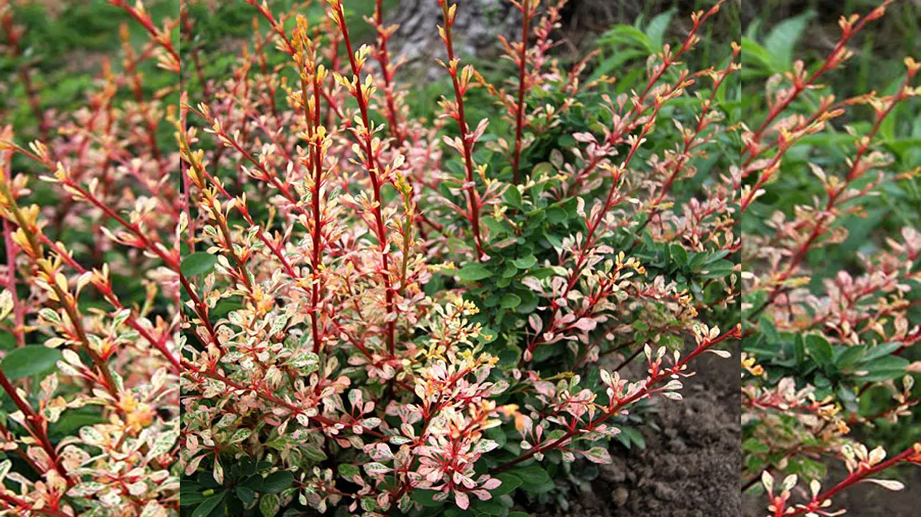 Berberis Natasha