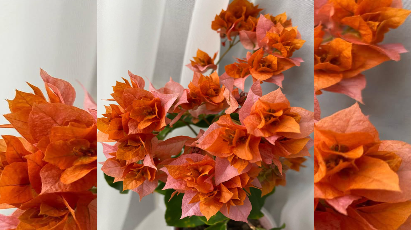 Bugenvilija Double Orange