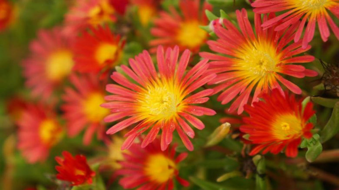 Delosperma Fire Wonder