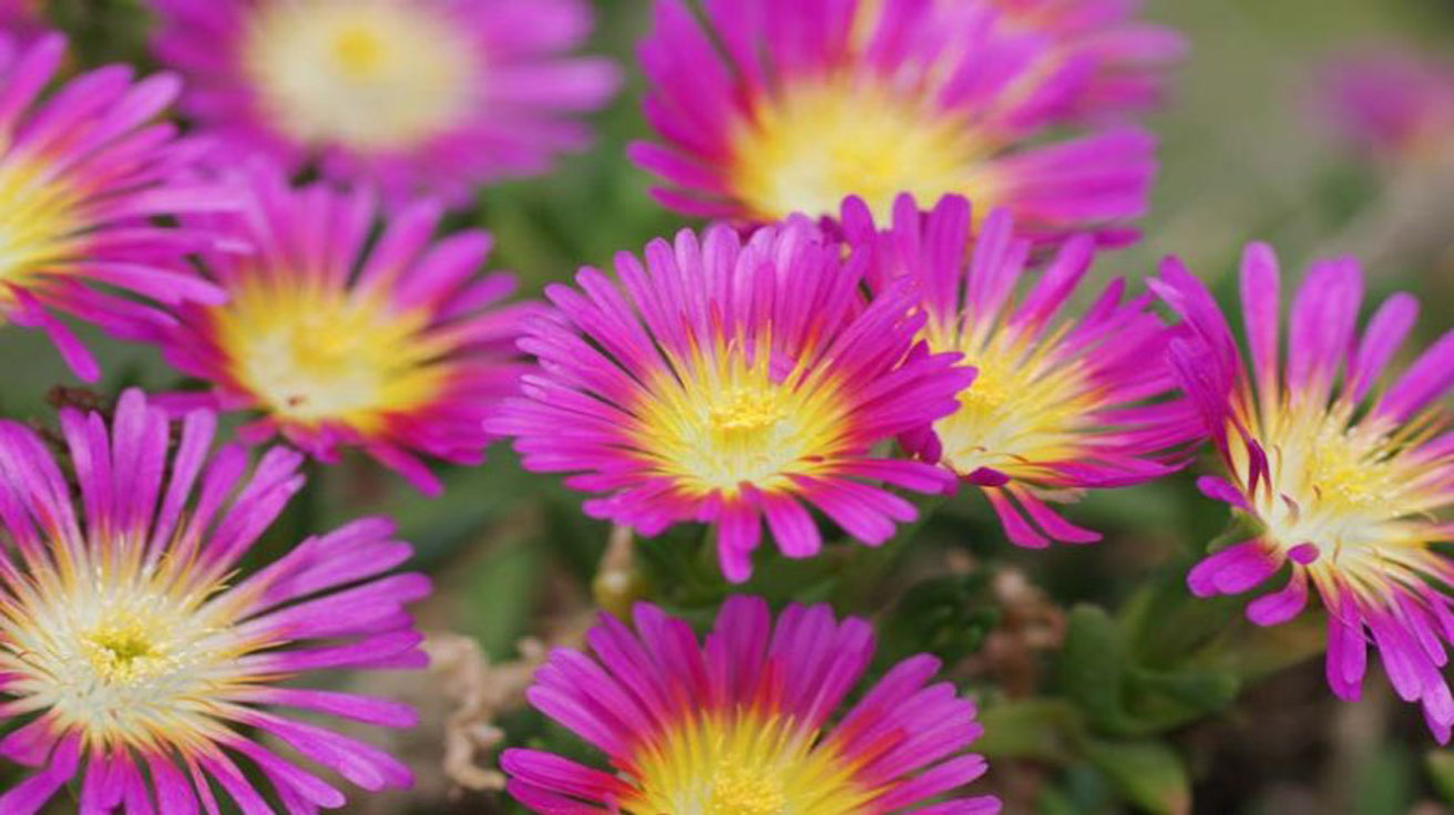 Delosperma Hot Pink Wonder