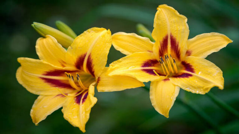 Hemerocallis Bonanza