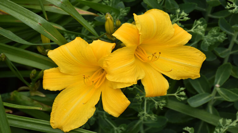 Hemerocallis Buttered Popcorn