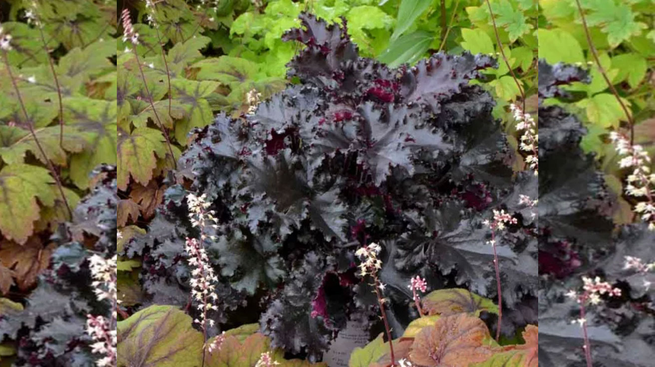 Heuchera Black Taffeta