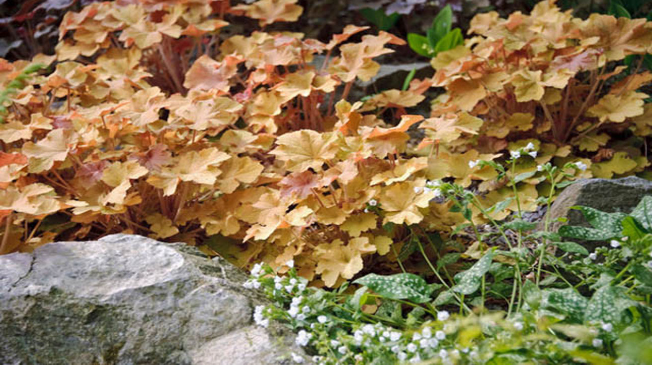 Heuchera Caramel