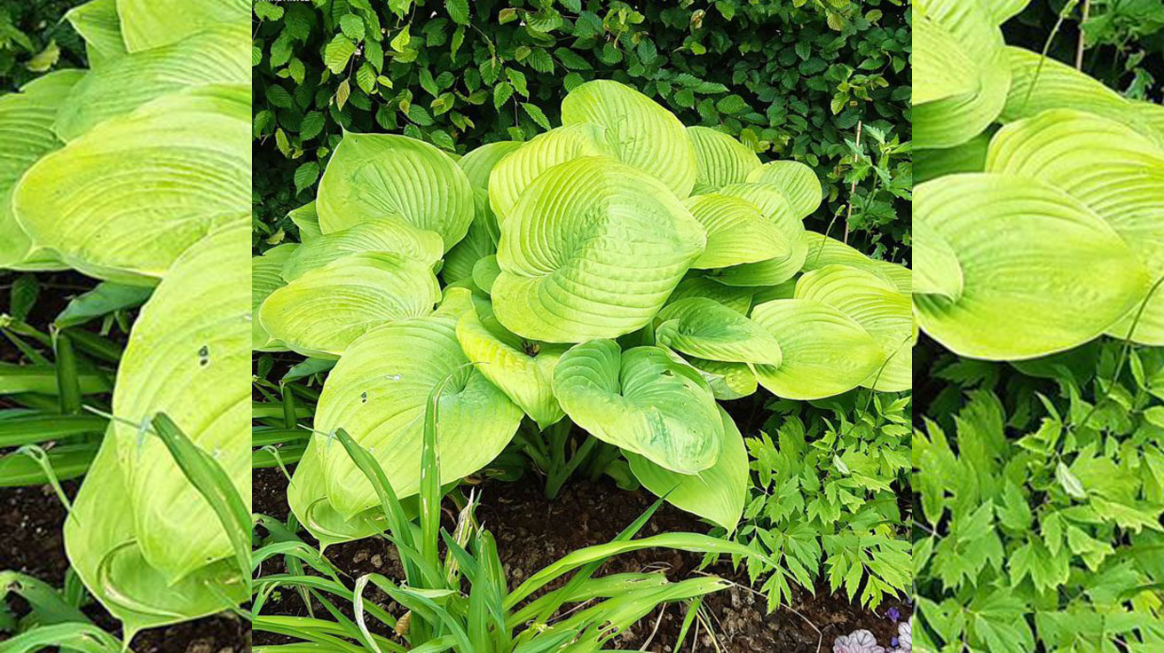 Hosta Banana Kid