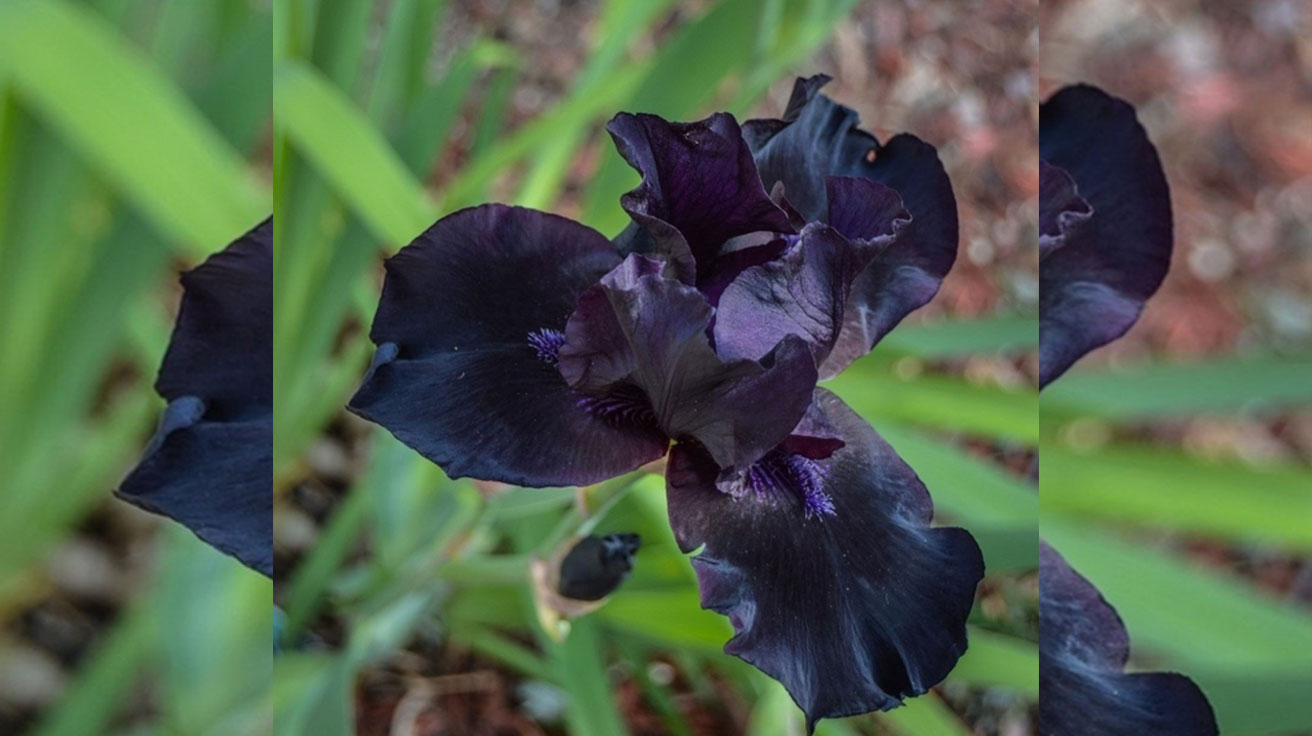 Iris Black Knight