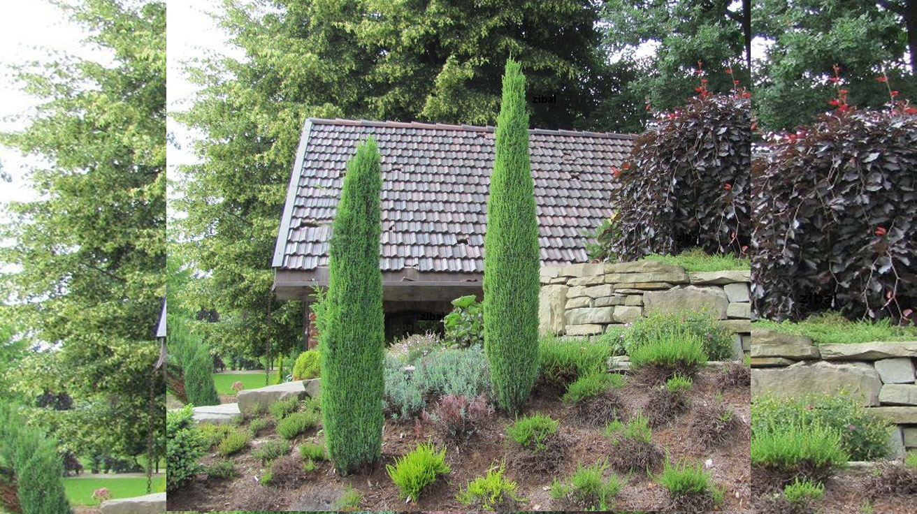 Juniperus communis Sentinel