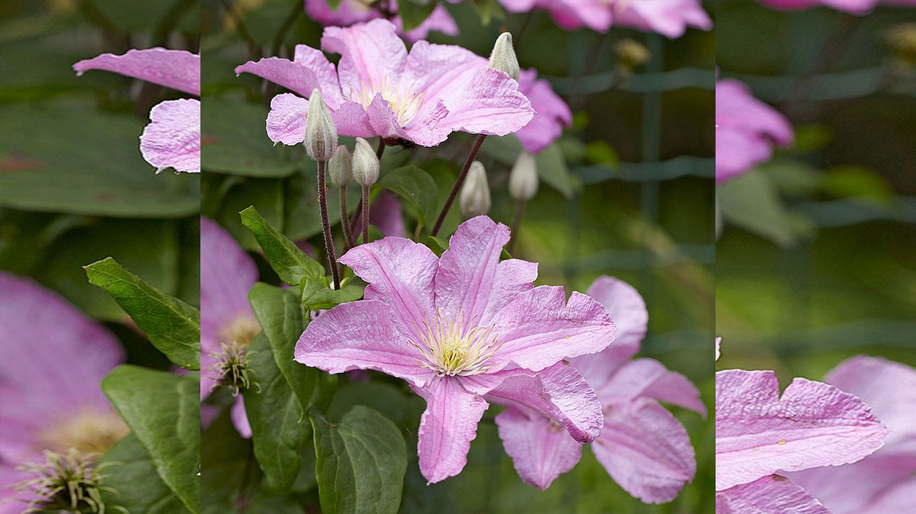 Klematis Comtesse de Bouchaud