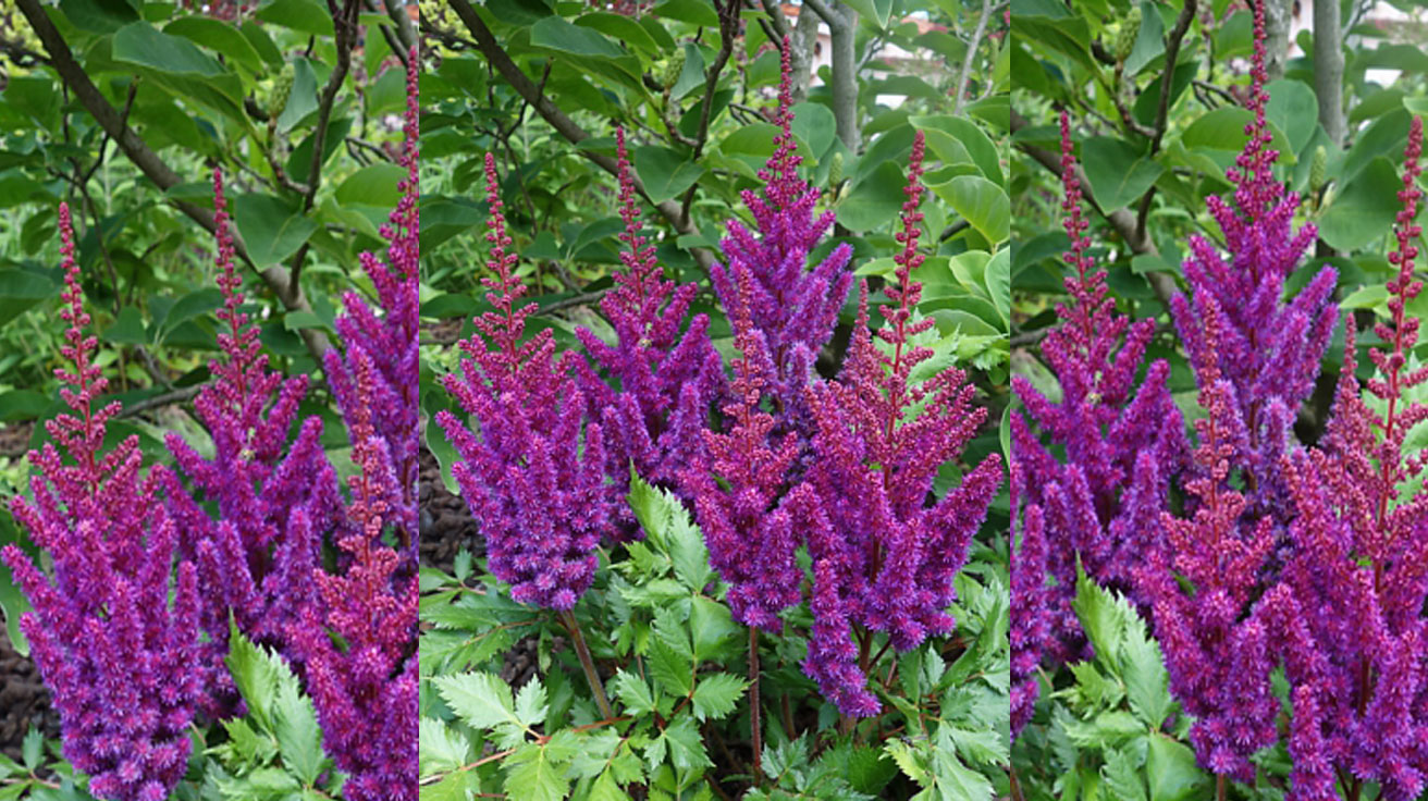 Little Visions in Purple