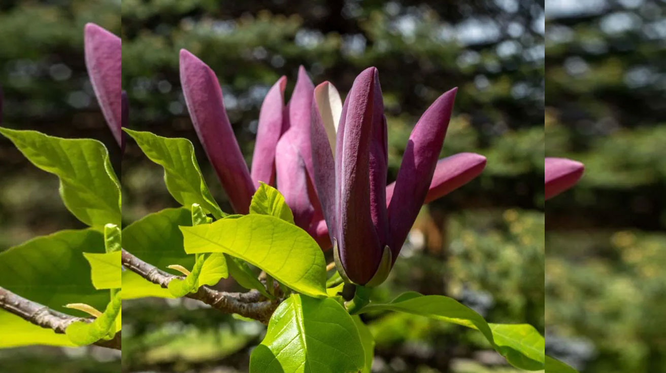 Magnolija-Black-Beauty