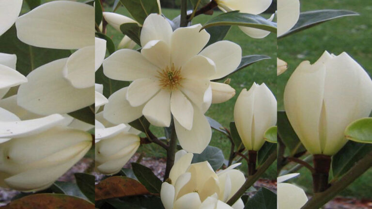 Magnolija-Fairy-Blush