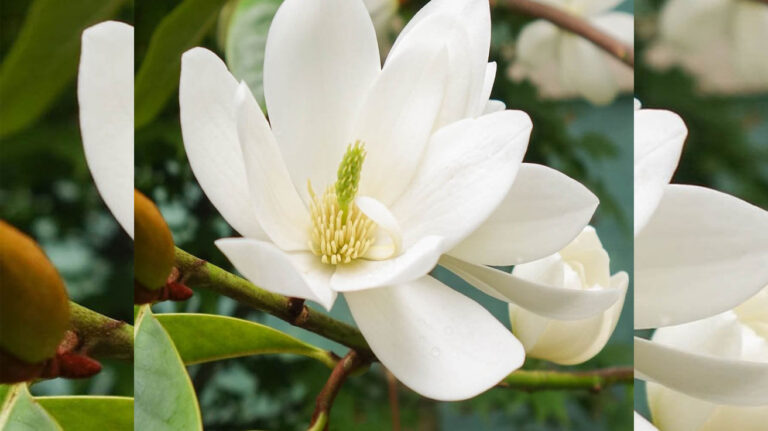 Magnolija Fairy Cream