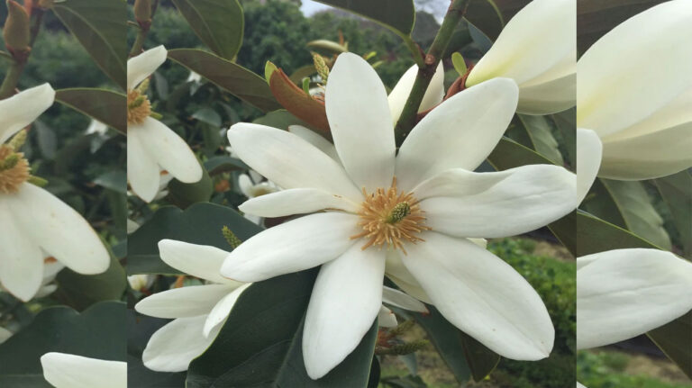 Magnolija Fairy White