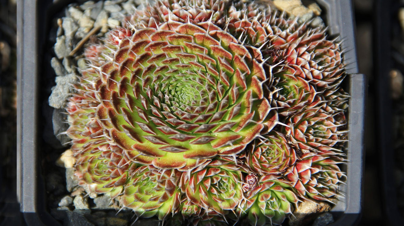 Orostachys Strawberry Spring