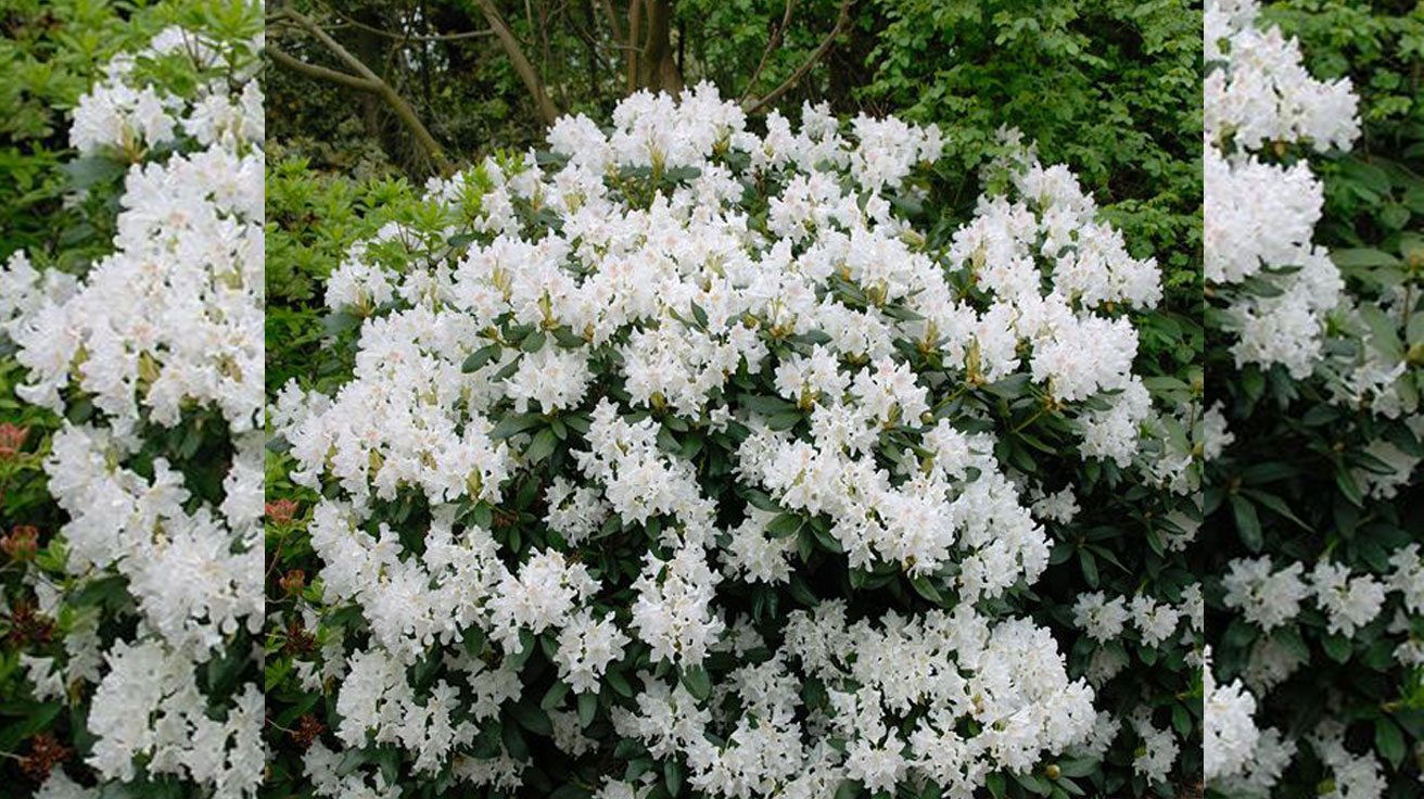 Rododendron-Cunninghams-White