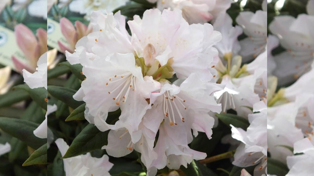 Rododendron Dora Amateyst