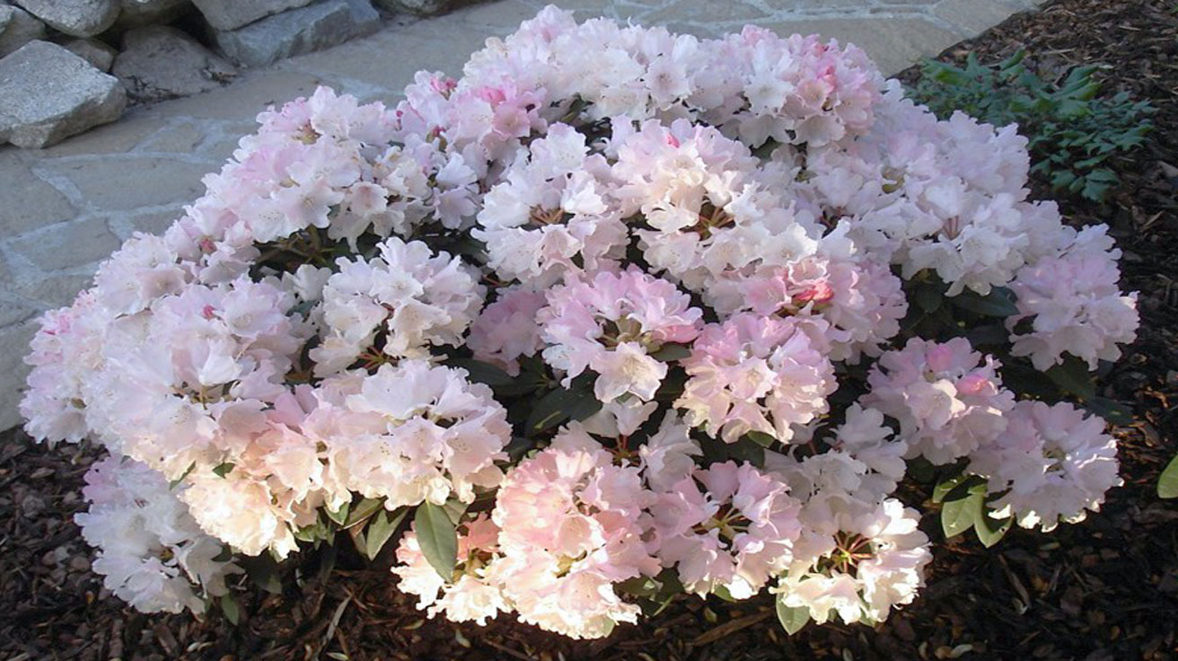 Rododendron Dreamland