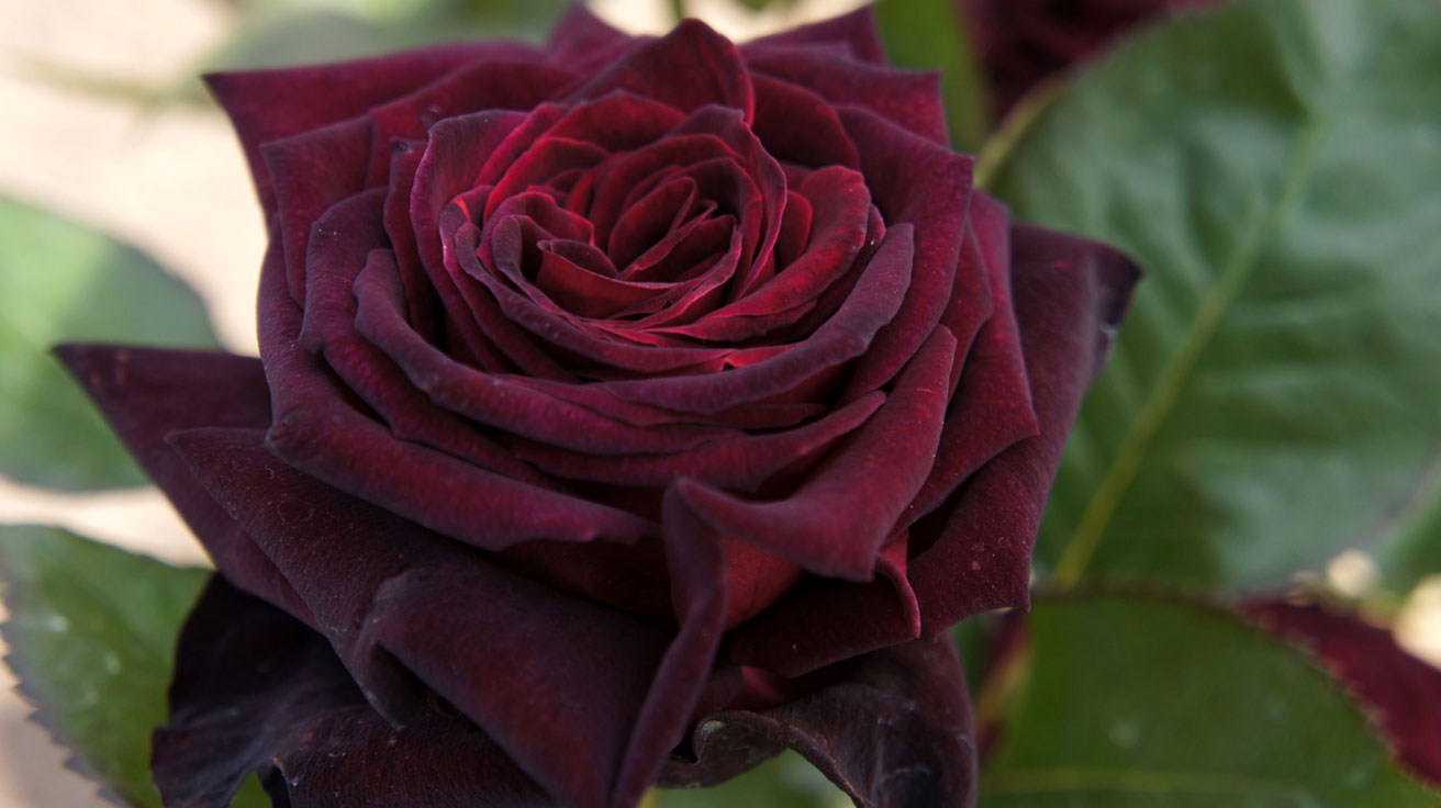 Ruža Black Baccara