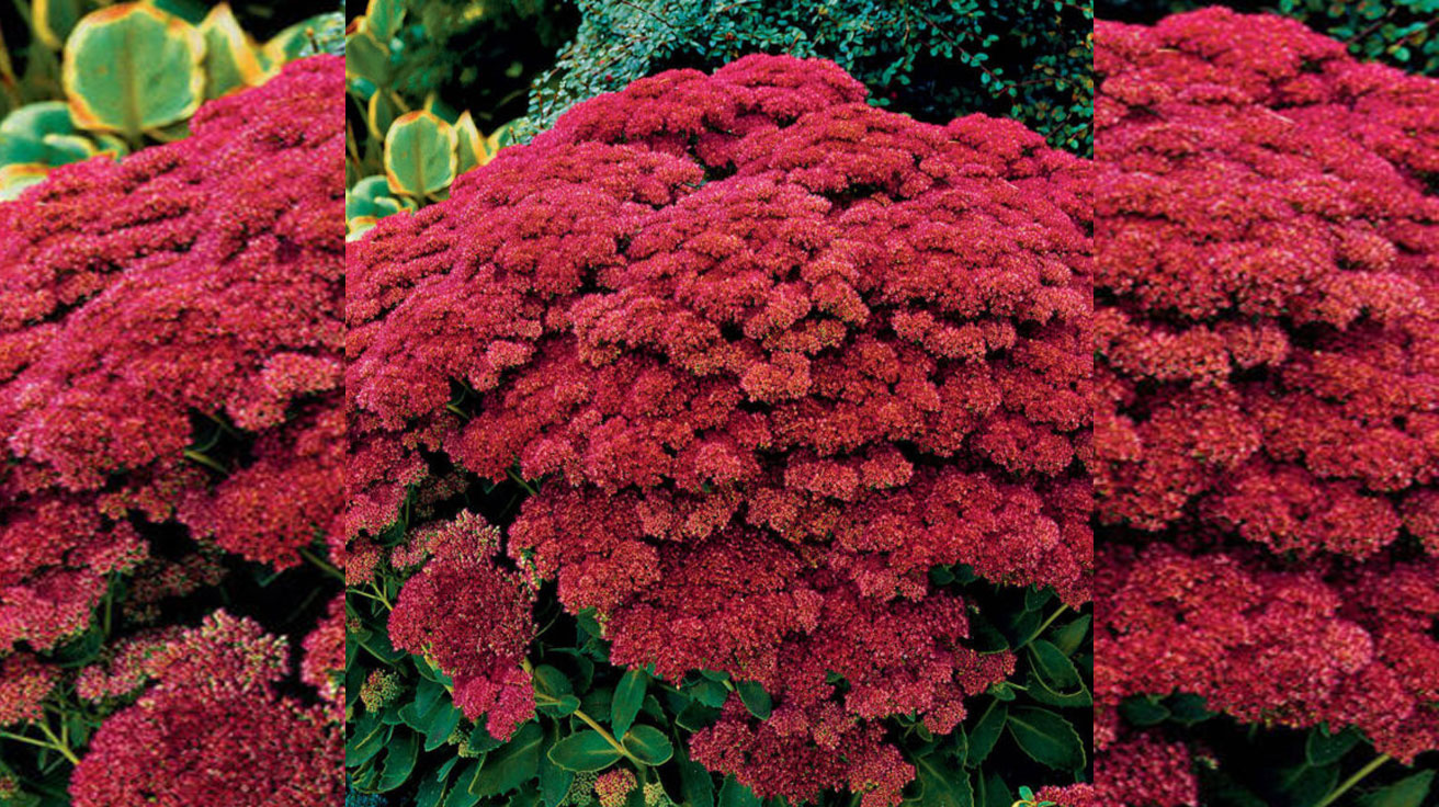Sedum-Autumn-Joy