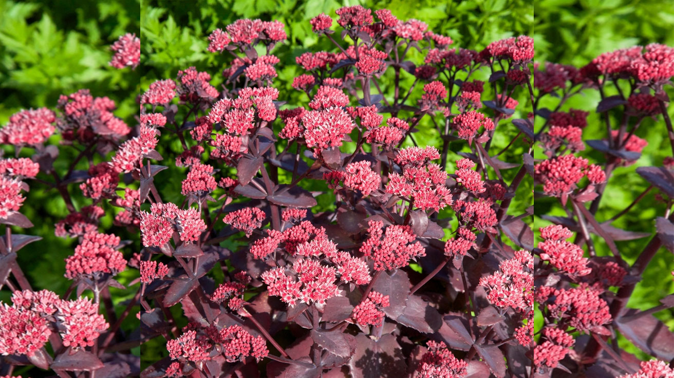 Sedum Chocolate Cherry
