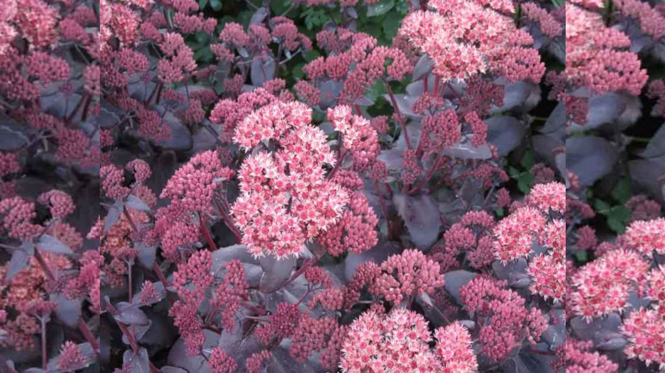 Sedum Purple Emperor