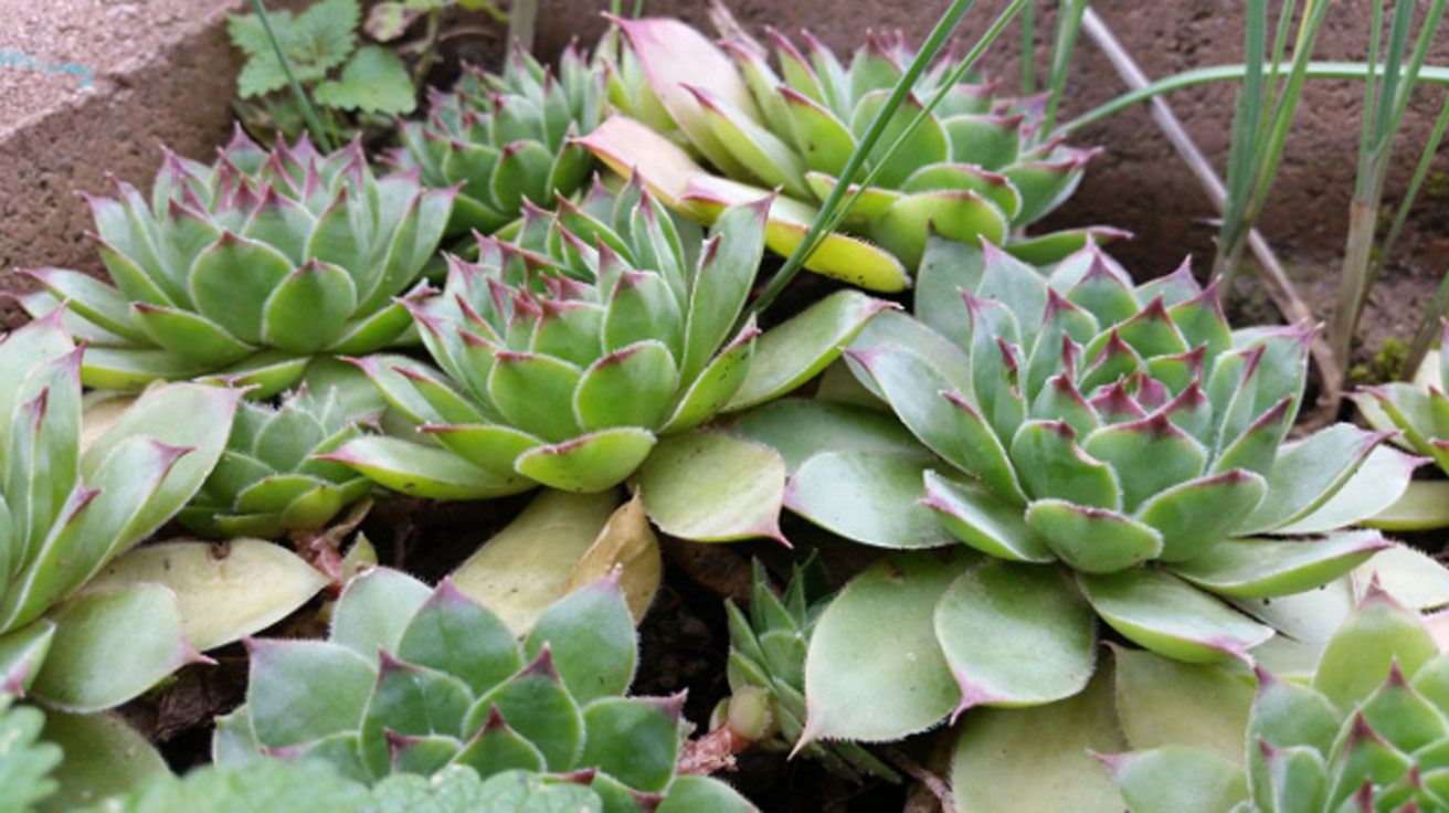 Sempervivum