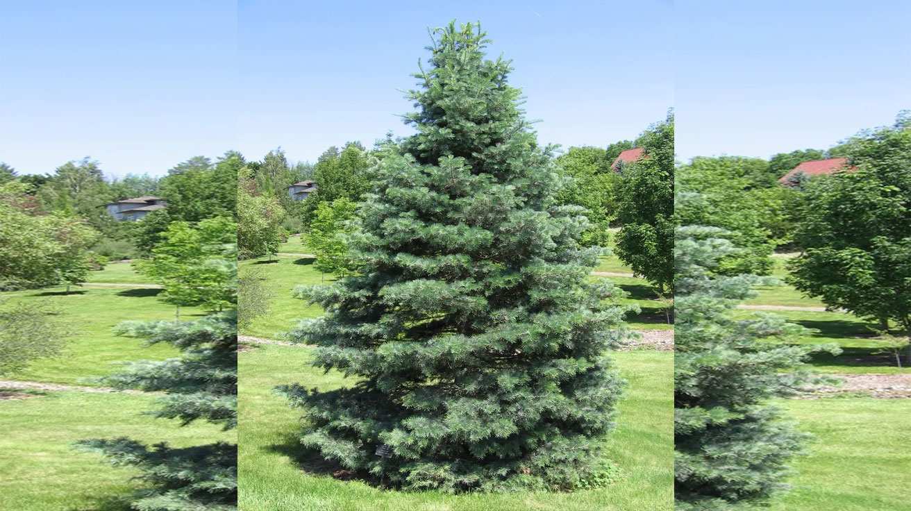abies-concolor