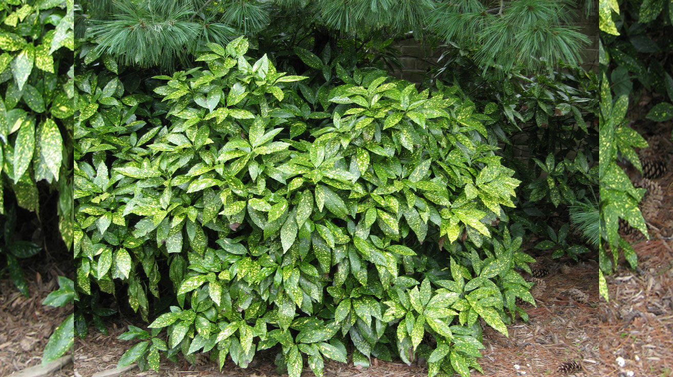 aucuba